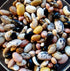 Colorful Climbing Bean Mix